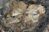 Colorful Petrified Wood Round - Madagascar #69974-2
